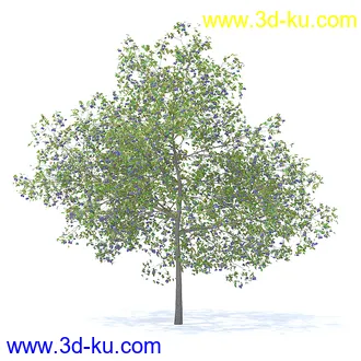 树木模型,植物模型,各种树模型共78个的图片