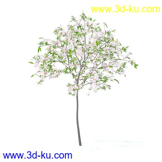 树木模型,植物模型,各种树模型共78个的图片