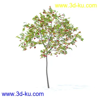 树木模型,植物模型,各种树模型共78个的图片