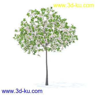 树木模型,植物模型,各种树模型共78个的图片