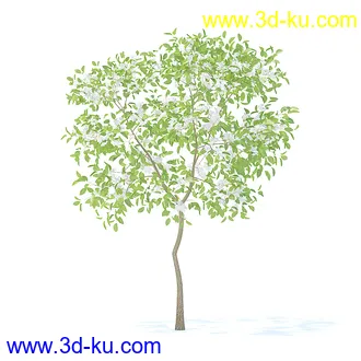 树木模型,植物模型,各种树模型共78个的图片24