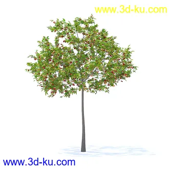 树木模型,植物模型,各种树模型共78个的图片