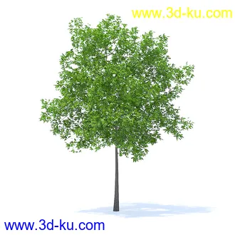 树木模型,植物模型,各种树模型共78个的图片