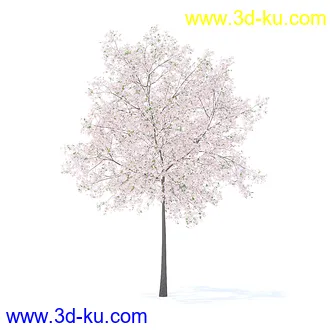 树木模型,植物模型,各种树模型共78个的图片27