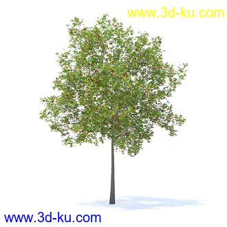 树木模型,植物模型,各种树模型共78个的图片