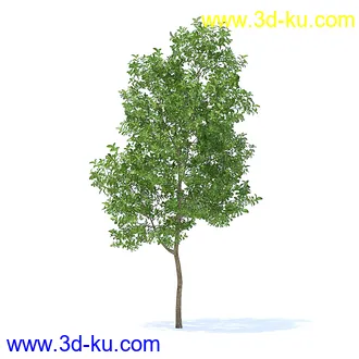 树木模型,植物模型,各种树模型共78个的图片