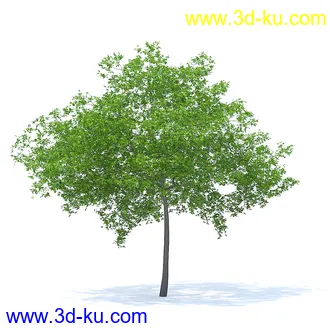 树木模型,植物模型,各种树模型共78个的图片