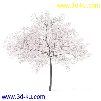 树木模型,植物模型,各种树模型共78个的图片