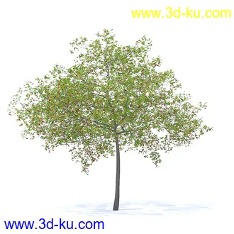 树木模型,植物模型,各种树模型共78个的图片