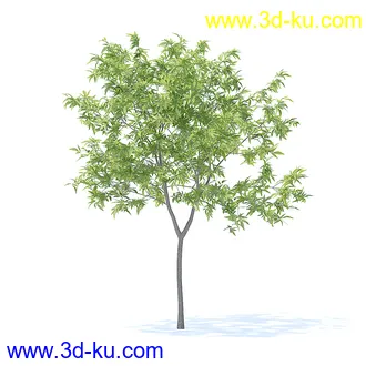 树木模型,植物模型,各种树模型共78个的图片