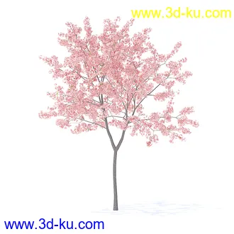 树木模型,植物模型,各种树模型共78个的图片