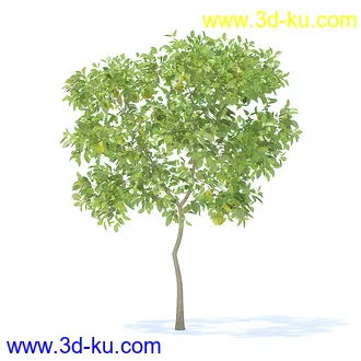 树木模型,植物模型,各种树模型共78个的图片