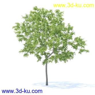 树木模型,植物模型,各种树模型共78个的图片