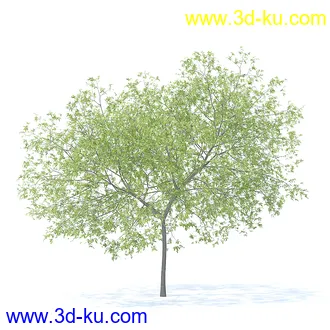 树木模型,植物模型,各种树模型共78个的图片