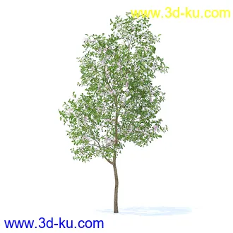 树木模型,植物模型,各种树模型共78个的图片