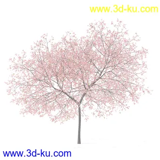 树木模型,植物模型,各种树模型共78个的图片