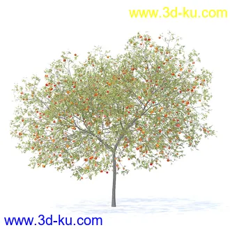 树木模型,植物模型,各种树模型共78个的图片