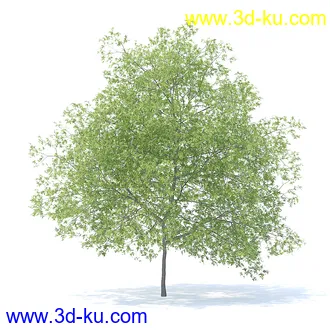 树木模型,植物模型,各种树模型共78个的图片