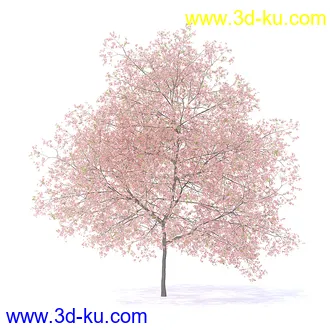 树木模型,植物模型,各种树模型共78个的图片