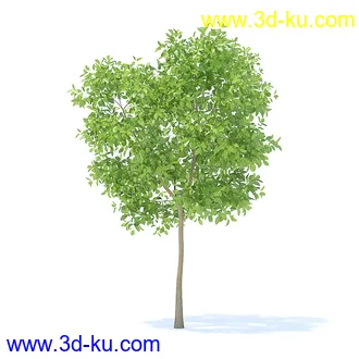 树木模型,植物模型,各种树模型共78个的图片