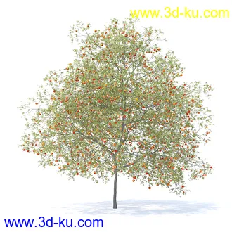 树木模型,植物模型,各种树模型共78个的图片