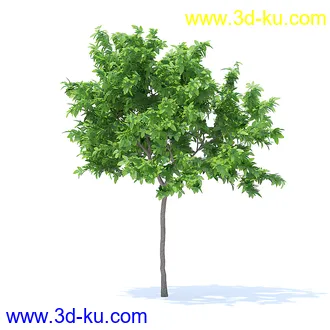 树木模型,植物模型,各种树模型共78个的图片