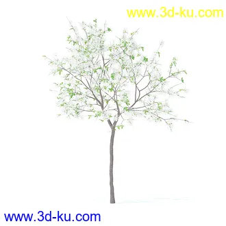 树木模型,植物模型,各种树模型共78个的图片