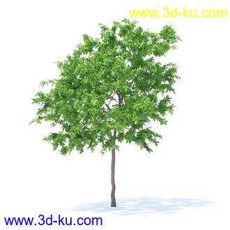 树木模型,植物模型,各种树模型共78个的图片