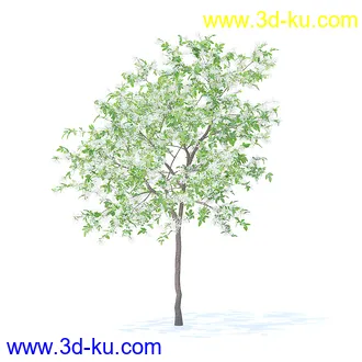 树木模型,植物模型,各种树模型共78个的图片52