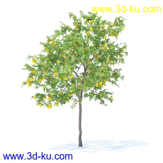 树木模型,植物模型,各种树模型共78个的图片