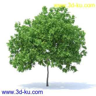 树木模型,植物模型,各种树模型共78个的图片