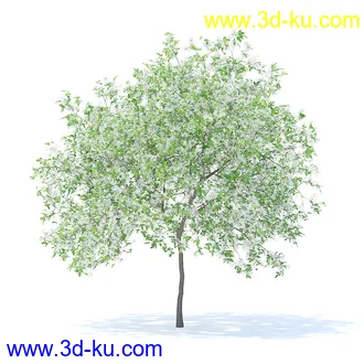 树木模型,植物模型,各种树模型共78个的图片