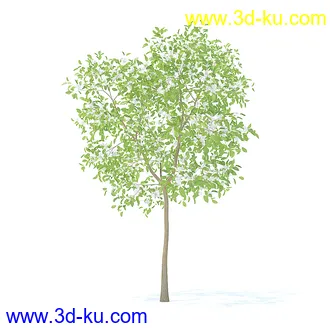 树木模型,植物模型,各种树模型共78个的图片