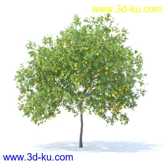 树木模型,植物模型,各种树模型共78个的图片