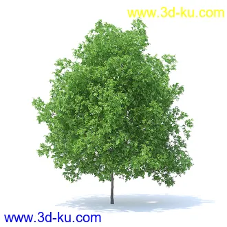 树木模型,植物模型,各种树模型共78个的图片