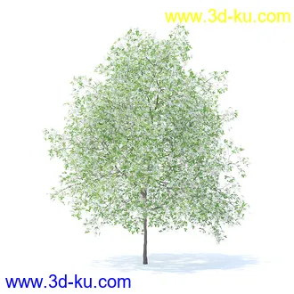 树木模型,植物模型,各种树模型共78个的图片