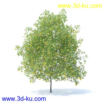 树木模型,植物模型,各种树模型共78个的图片