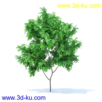 树木模型,植物模型,各种树模型共78个的图片