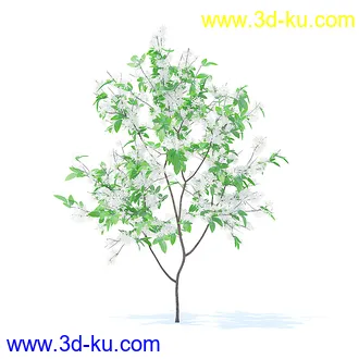 树木模型,植物模型,各种树模型共78个的图片