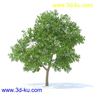 树木模型,植物模型,各种树模型共78个的图片