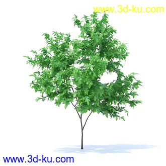 树木模型,植物模型,各种树模型共78个的图片