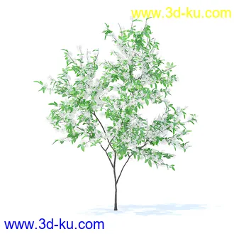 树木模型,植物模型,各种树模型共78个的图片