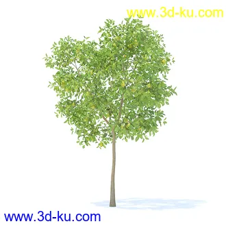 树木模型,植物模型,各种树模型共78个的图片