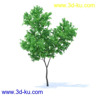 树木模型,植物模型,各种树模型共78个的图片