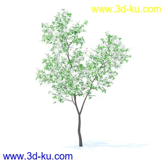 树木模型,植物模型,各种树模型共78个的图片70