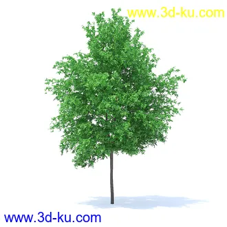 树木模型,植物模型,各种树模型共78个的图片72