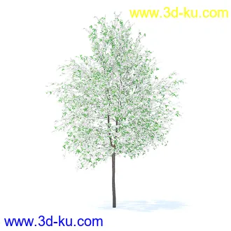 树木模型,植物模型,各种树模型共78个的图片73