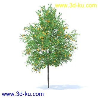 树木模型,植物模型,各种树模型共78个的图片74