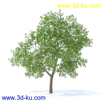 树木模型,植物模型,各种树模型共78个的图片75