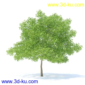 树木模型,植物模型,各种树模型共78个的图片77